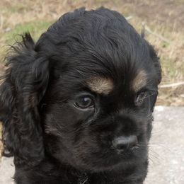 Cocker Spaniels from Bright Hill Cockers