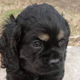 Cocker Spaniels from Bright Hill Cockers