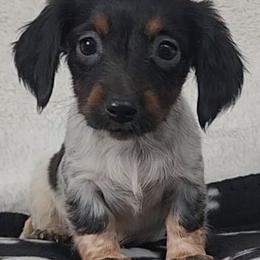 Black Blanket - Piebald female Dachshund puppy in Ridge, New York from Tracy's Puppy Club