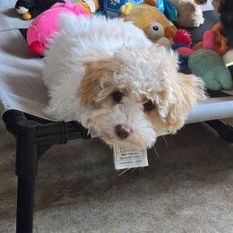 Texas - Parti male Poodle puppy in Covington, Virginia from A  Gift from above kennel,  LLC