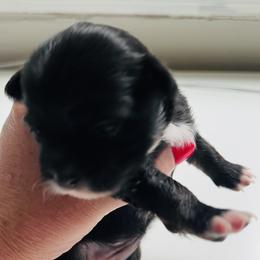 Midnight - Black and white female Chihuahua puppy in Framingham, Massachusetts from Boston Chi Chis