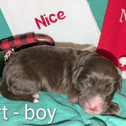 Art - Red male Aussiedoodle puppy in Pamplin, Virginia from Hope & Joy Acres