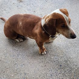 Willie - Dachshund