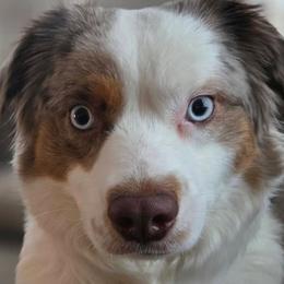 Aussiedoodles from Oakley Nash Pups