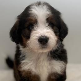 Paprika - Tri-color female Bernedoodle puppy in Montverde, Florida from Central Florida Bernedoodles