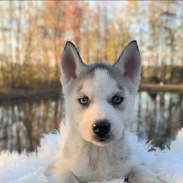 Dolly - Gray and white female Siberian Husky puppy in Hebron, Kentucky from Glacier Run Huskies
