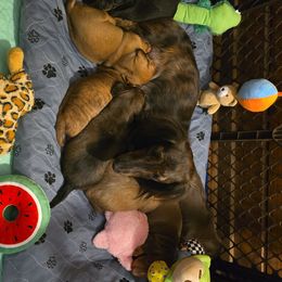 Dachshund Puppies from Tumbleweed Dachshunds