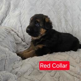Red Collar - Black and red male German Shepherd puppy in Sumner, Iowa from Vom Wilke Kennels