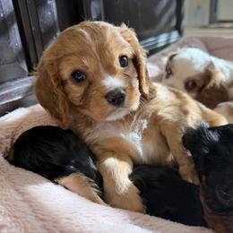 Cavalier King Charles Spaniel Puppies from Infinity Paws Cavaliers
