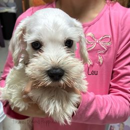 Leu - White female Miniature Schnauzer puppy in Sedalia, Missouri from Farmer Brown's Puppies