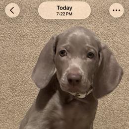 Weimaraner Puppies from Alchemy Weimaraners