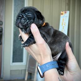 Orange (Bingo) - Brindle female French Bulldog puppy in Rochester, Washington from Frenchie Bulldog Kisses