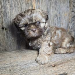 Rusty - Liver male Shih Tzu puppy in Mountain Grove, Missouri from Precious Puppies