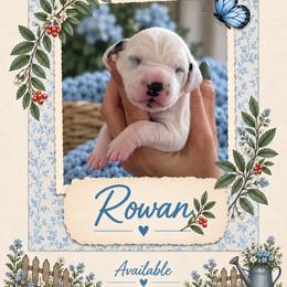 Rowan - White and black male Dalmatian puppy in Lehigh Acres, Florida from PupsMansion