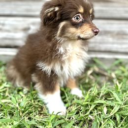 Milo - Red tri male Miniature Australian Shepherd puppy in Saint Cloud, Florida from Dirty Paws