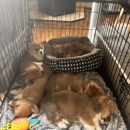 Pembroke Welsh Corgi Puppies from Hansen Corgis