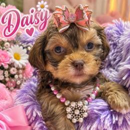 Daisy - Tri-color female Yorkipoo puppy in Cooper City, Florida from Jenny La Bone