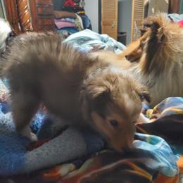 Toy Shetland Sheepdog Puppies from LaLa's Lilliputian Lassies