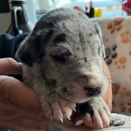Boy 2 Light Green - Merle Great Dane puppy in Enumclaw, Washington from Lord's Danes