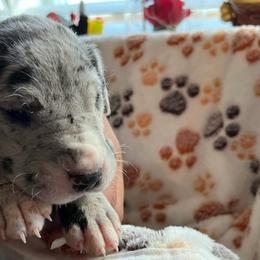 Boy 2 Light Green - Merle Great Dane puppy in Enumclaw, Washington from Lord's Danes