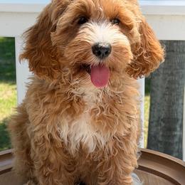 Georgia - Apricot female Australian Labradoodle puppy in Washington, North Carolina from Pamlico Labradoodles