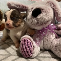 American Corgi, Cardigan Welsh Corgi, and Pembroke Welsh Corgi Puppies from Coopers Korner