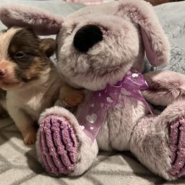 American Corgi, Cardigan Welsh Corgi, and Pembroke Welsh Corgi Puppies from Coopers Korner