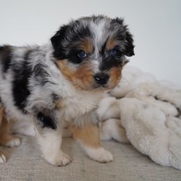 Australian Shepherds from Salty Dog Australian Shepherds