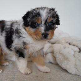 Australian Shepherds from Salty Dog Australian Shepherds