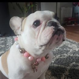 Stella - French Bulldog