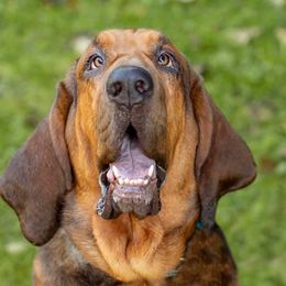 Bloodhounds from Sullivan's Bloodhounds