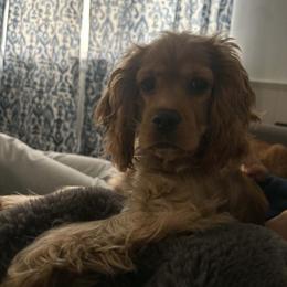 Cocker Spaniel Puppies from A&J Kennel