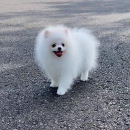 Frosty - White male Pomeranian puppy in Hot Springs, Arkansas from Pomeranian Empire