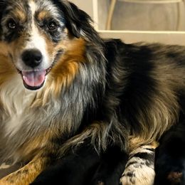 Miniature American Shepherds and Miniature Australian Shepherds from Kizmit Farmz