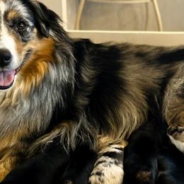 Miniature American Shepherds and Miniature Australian Shepherds from Kizmit Farmz