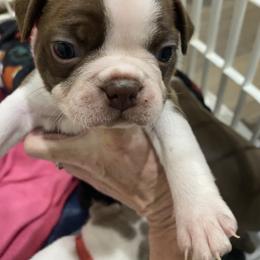 Boy yellow updated collar to teal green - Brindle and white male Boston Terrier puppy in Taylorsville, North Carolina from Jessica's Boston Terriers