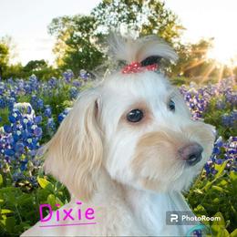 Yorkipoos and Yorkshire Terriers from Texas Yorkies and Yorkiepoos