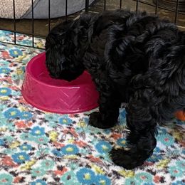 Cockapoo Puppies from Coco's Cocopuffs