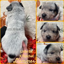 Donner - Blue male Australian Cattle Dog puppy in Hiddenite, North Carolina from Institute Australian Cattle Dogs