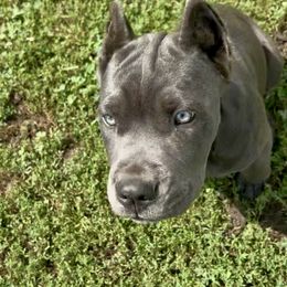Boy 1 - Gray male Cane Corso puppy in Sullivan, Missouri from Midwest Cane Corso in Action