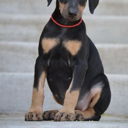 Doberman Pinscher Puppies from Obsidian Kennels