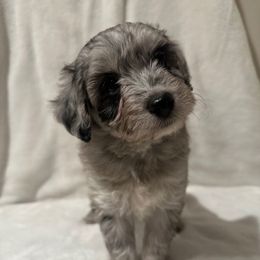 Matcha - Blue merle male Aussiedoodle puppy in Mulino, Oregon from Korbella Farm