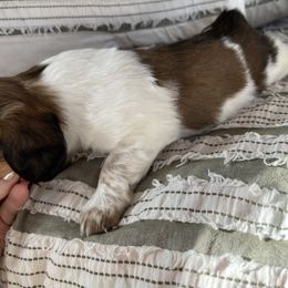 Dachshund Puppies from Weiner Dog Ranch