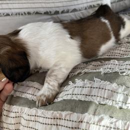 Dachshund Puppies from Weiner Dog Ranch