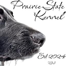 Kleine Munsterlander puppies from Prairie State Kennel