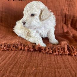 Chai - White female Lagotto Romagnolo puppy in Minster, Ohio from 1880 Lagotto