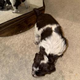 Boy 2 - Liver roan male Brittany puppy in Windsor, Colorado from Wright’s Brittanys