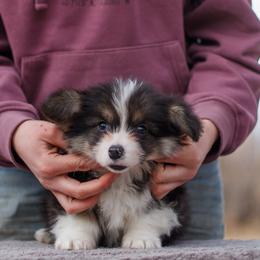 Boy 1 - Black and tan male Pembroke Welsh Corgi puppy in La Grange, Wyoming from Merrygold Corgis
