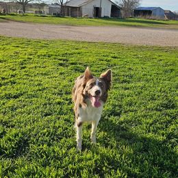 Aspen - Border Collie