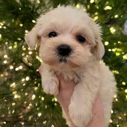 Winnie - White female Maltipoo puppy in Wendell, North Carolina from Teddys Teddy Bears